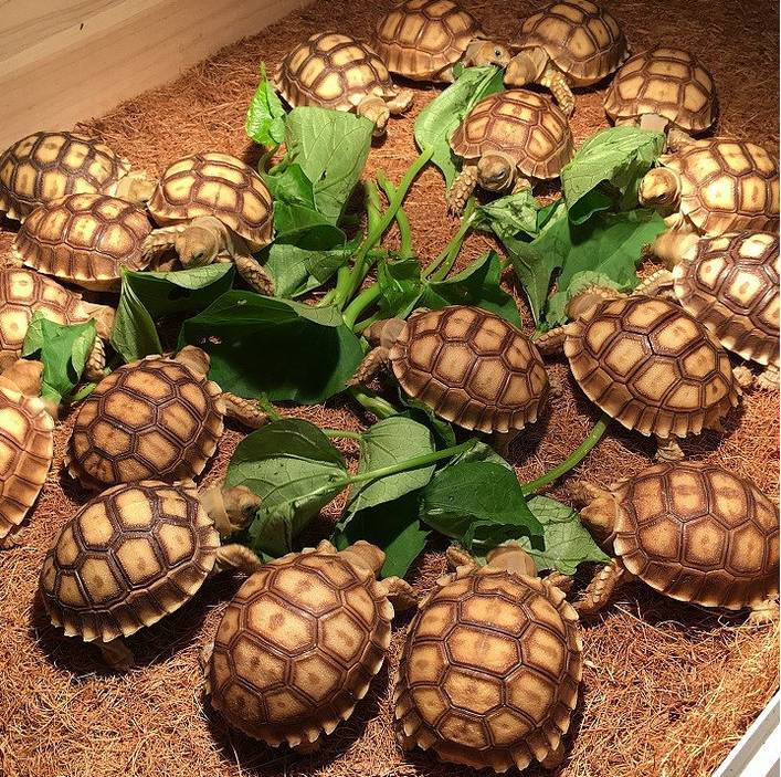 14位艺术家撑起2015年拍场_三亿体育